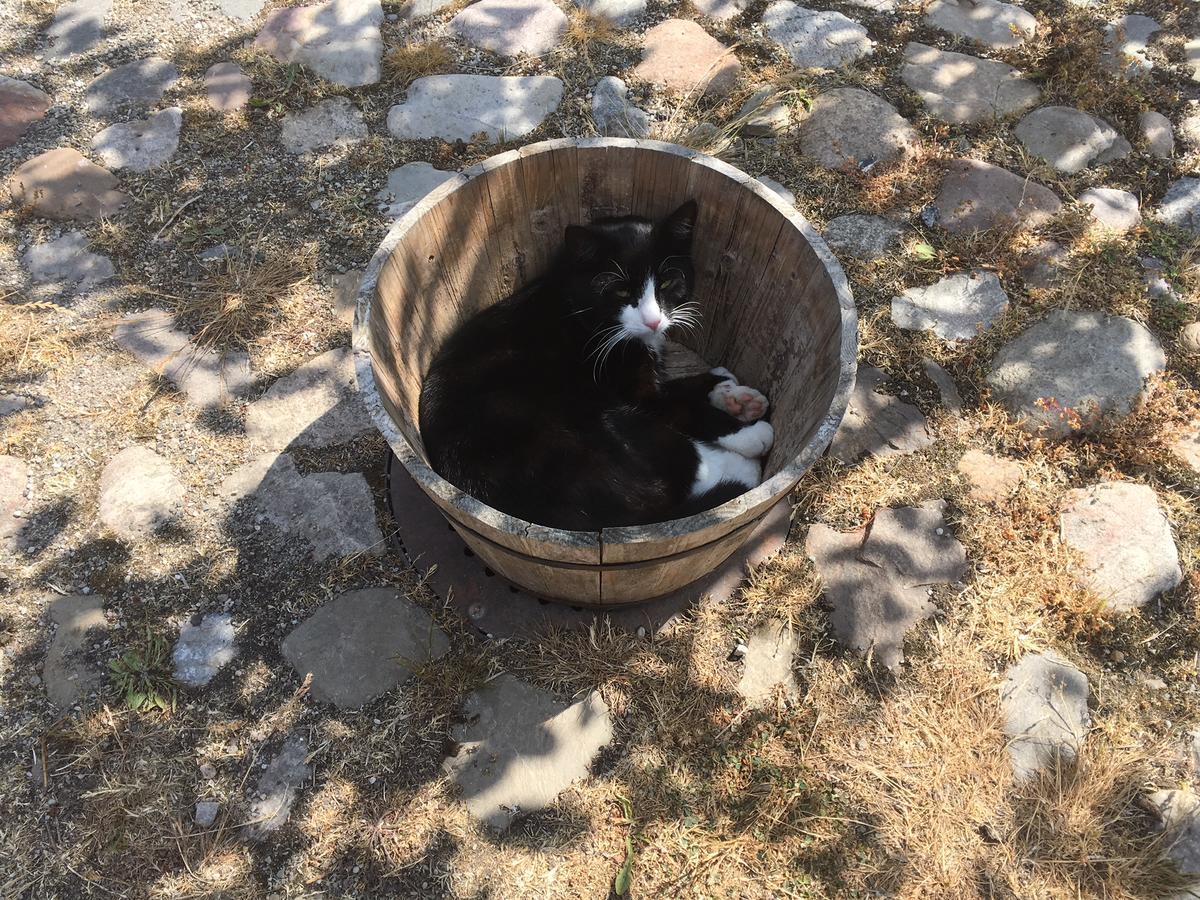 Kastanjegarden Pa Stenshuvud Kivik Zewnętrze zdjęcie